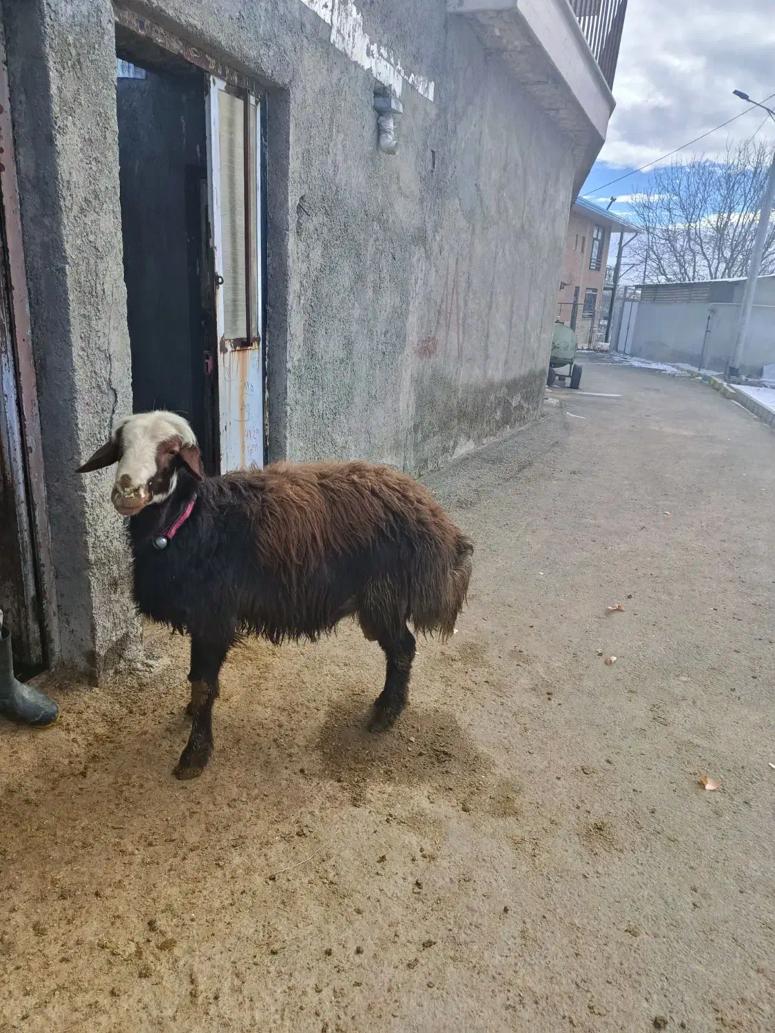 قوچ|حیوانات مزرعه|سربند, |دیوار