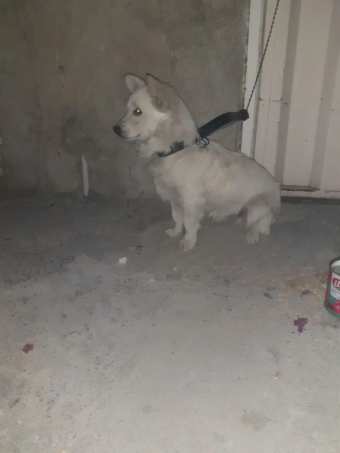 فروش سک پامر|سگ|بهبهان, |دیوار