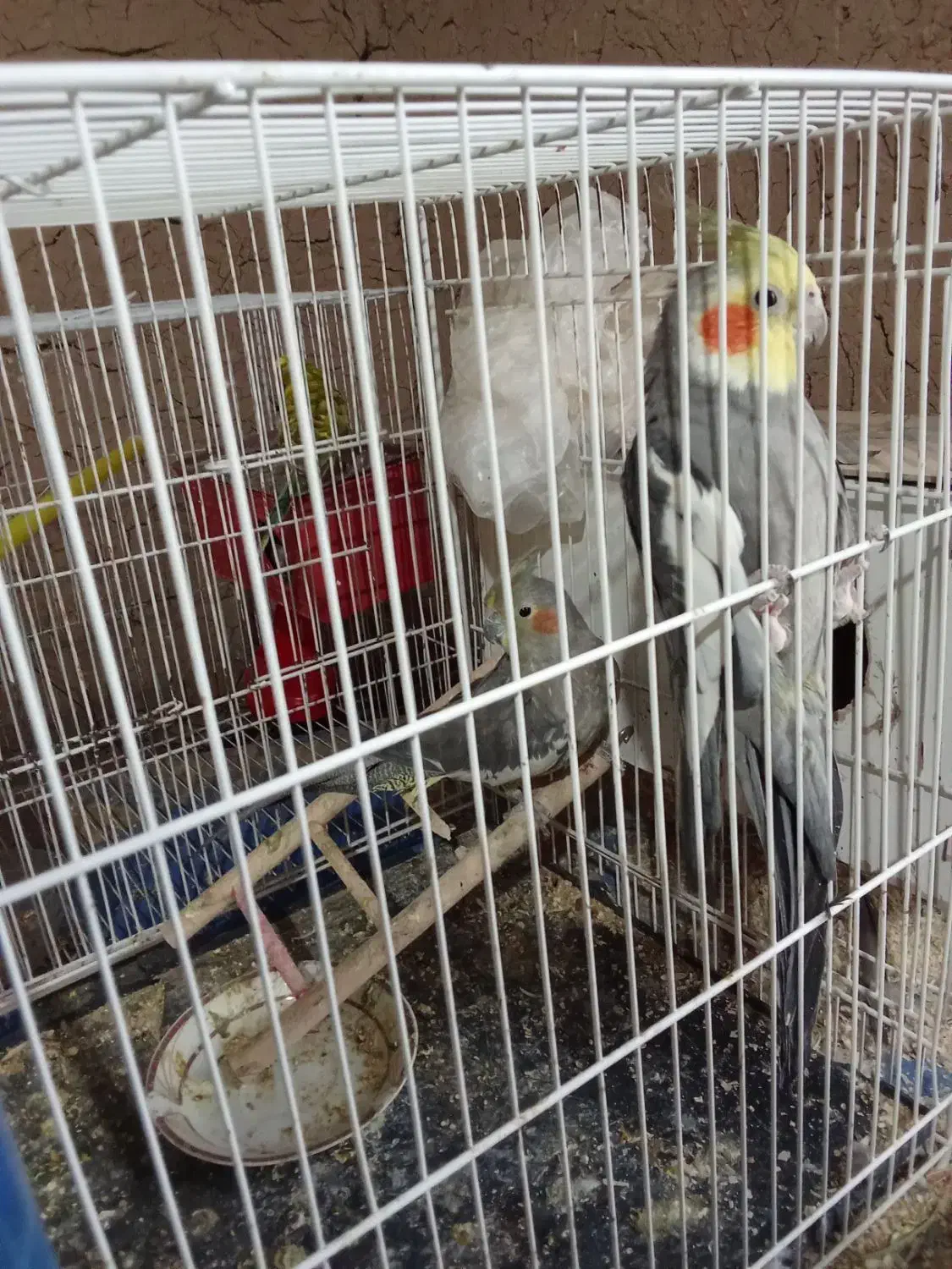 یک جفت عروس هلندی سیامون سالم|پرنده|خواف, |دیوار