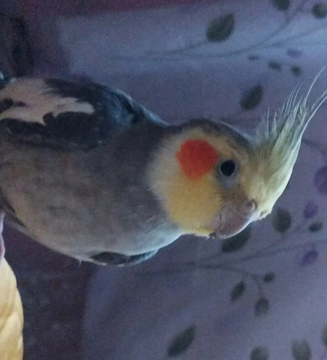 پرواز کرد|حیوانات|آبادان, |دیوار