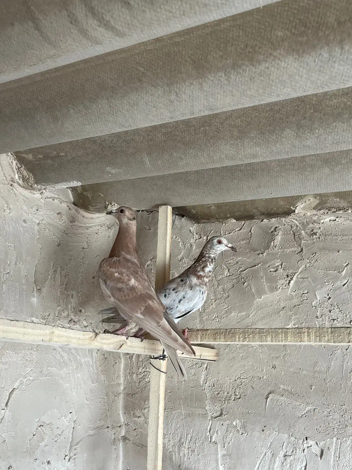 کبوتر|پرنده|بوئین زهرا, |دیوار