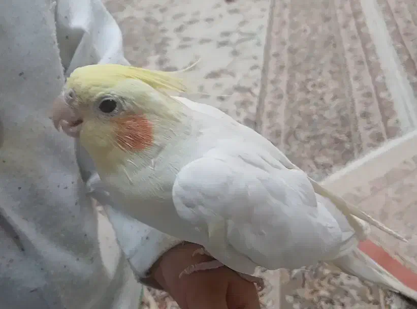 عروس هلندی|پرنده|رودهن, |دیوار