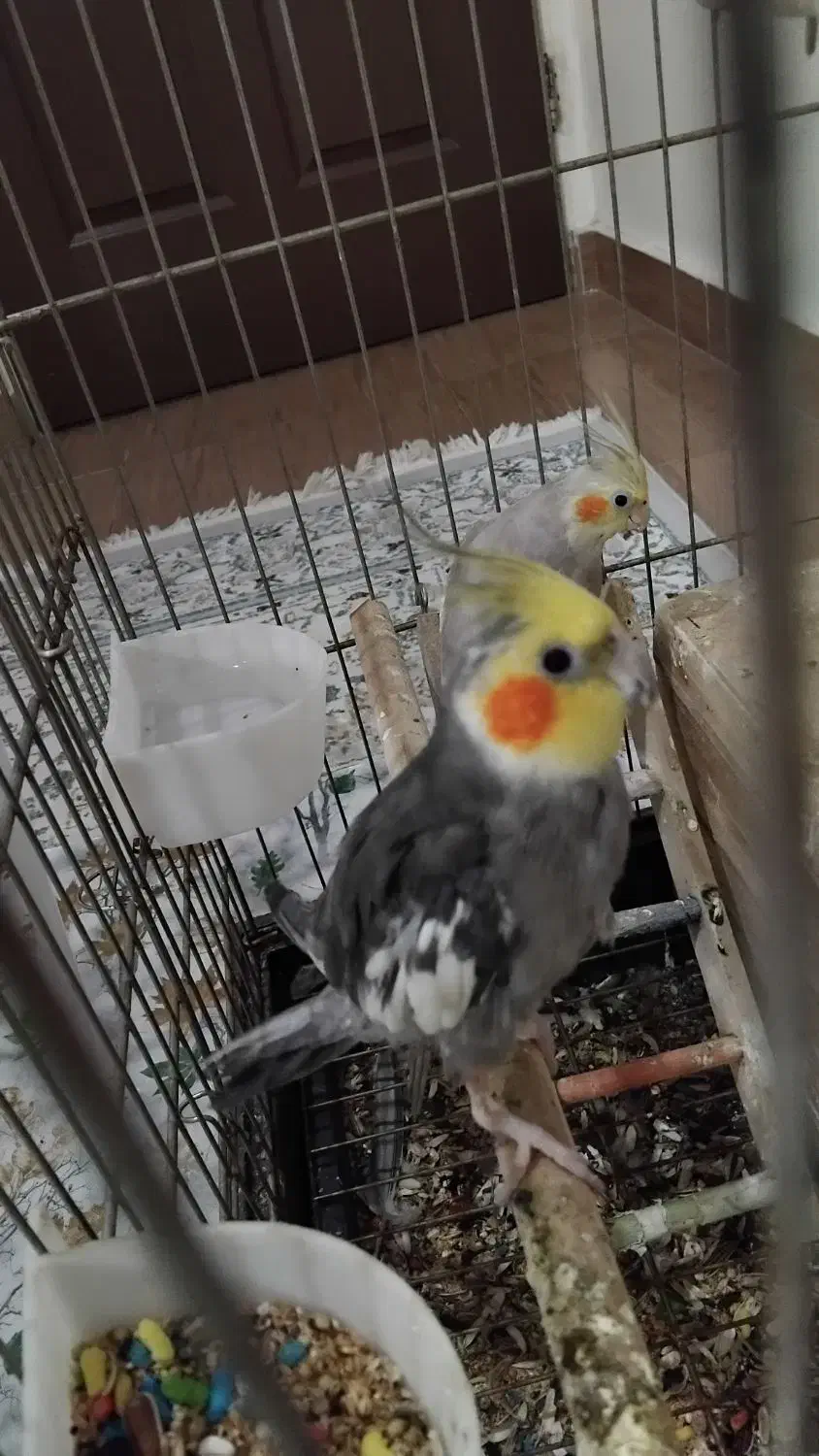 پرنده طوطی عروس هلندی|پرنده|قدس, شهر‌قدس|دیوار