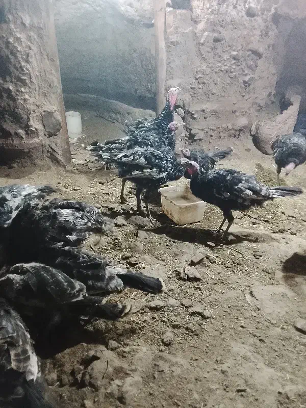 بوقلمون نر ماده دم تخم گذاری در روستا بزرگ شدن|حیوانات مزرعه|باسمنج, |دیوار