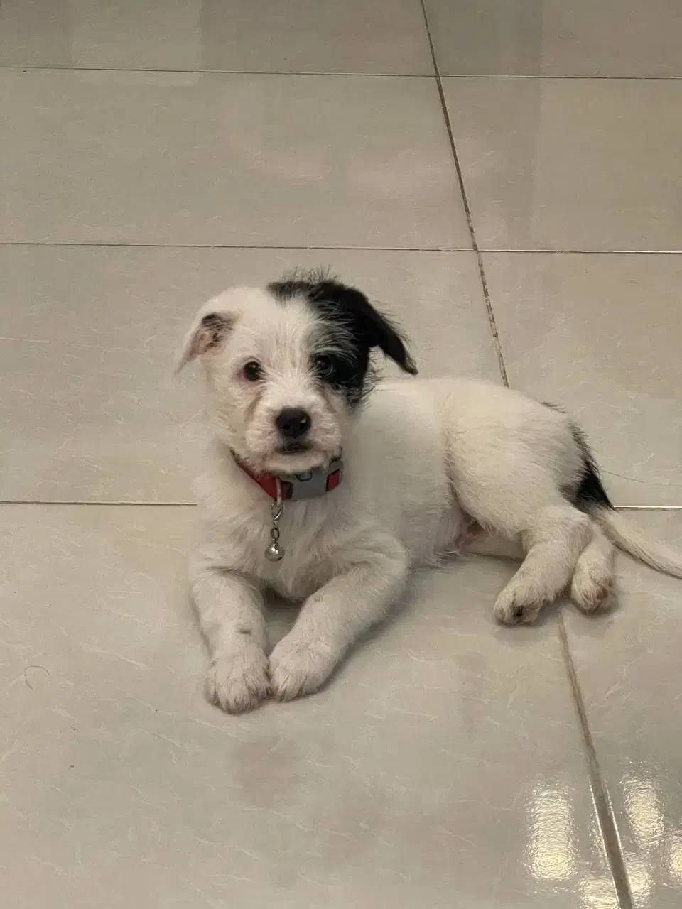 واگذاری سگ شیتزو کراس دو ماهه|سگ|بابلسر, |دیوار