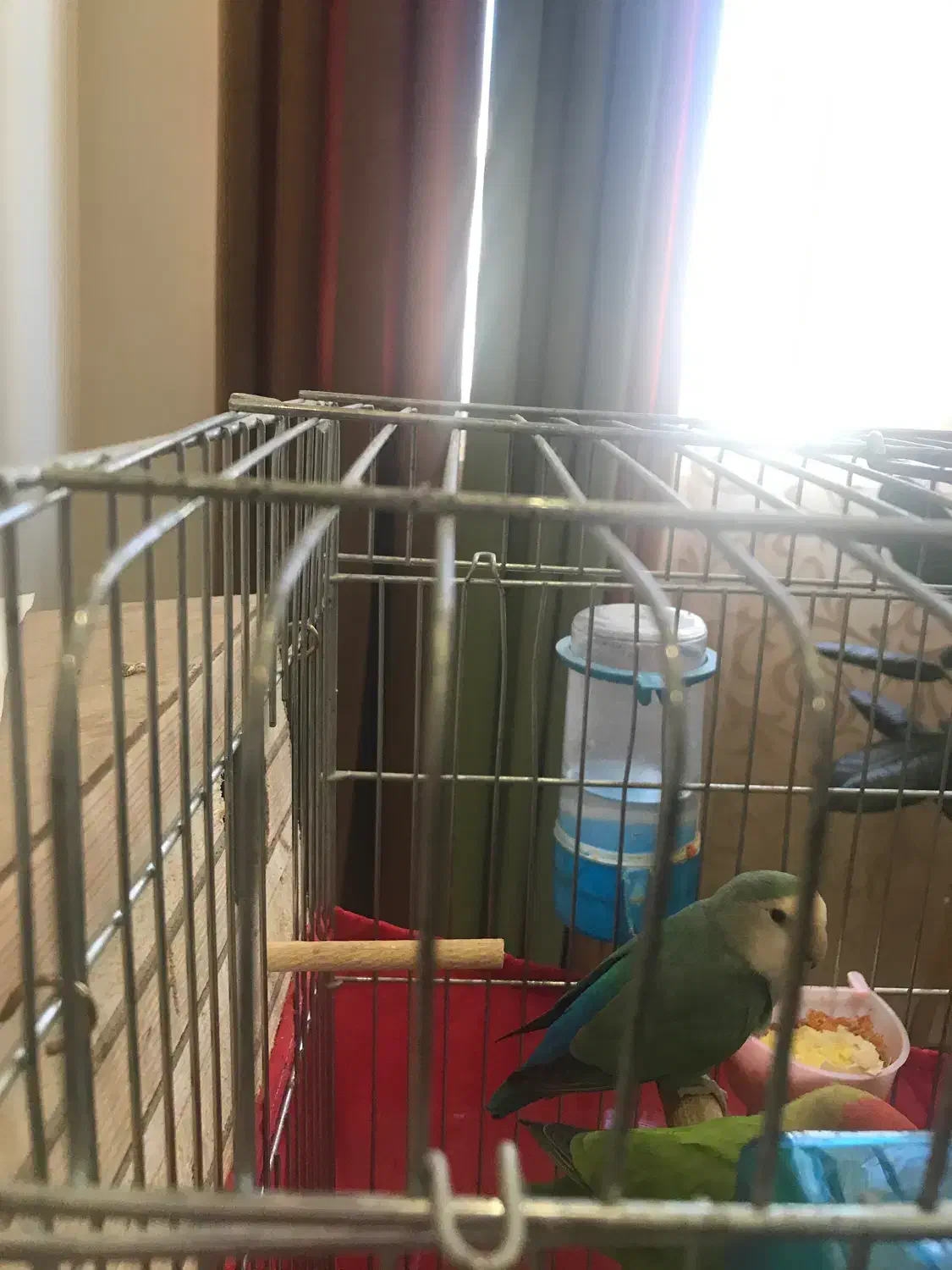 عروس هلندی مولد ‌طوطی برزیلی مولد|پرنده|گرمدره, |دیوار