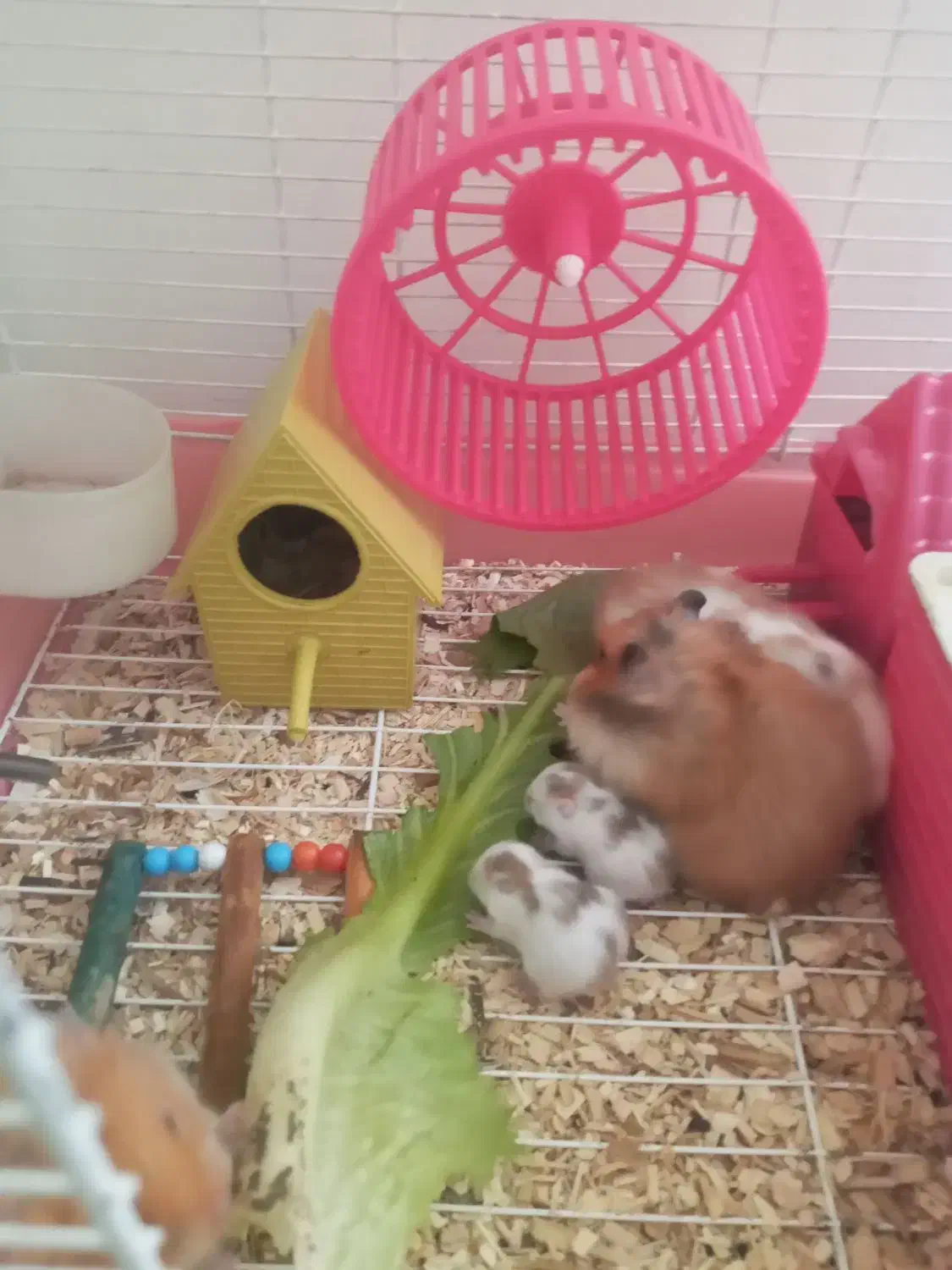 همستر|موش و خرگوش|کرمانشاه, |دیوار