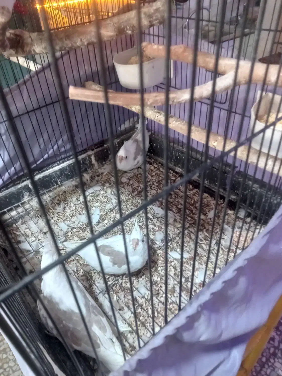 سلام به دوستان عزیز ۳عدد جوجه عروس یکتی|پرنده|هشتگرد, تهران دشت|دیوار