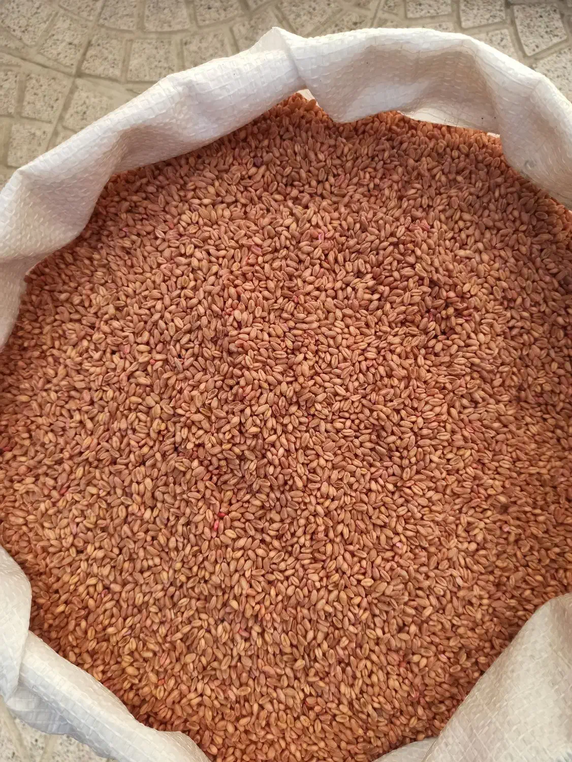 بذر گندم رقم سالار 27 هزار تومان|عمدهفروشی|سراب, |دیوار