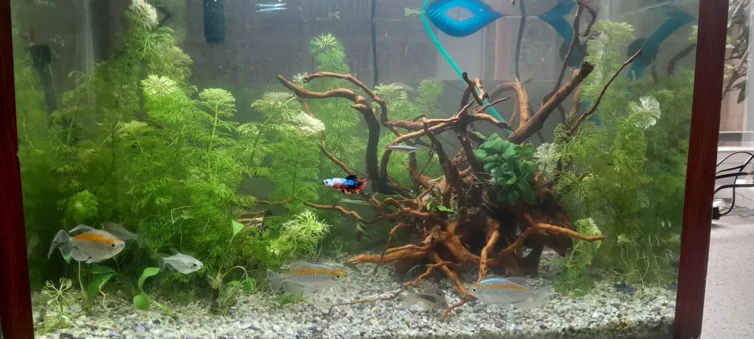 انواع ماهی|ماهی|رشت, پیرکلاچای|دیوار