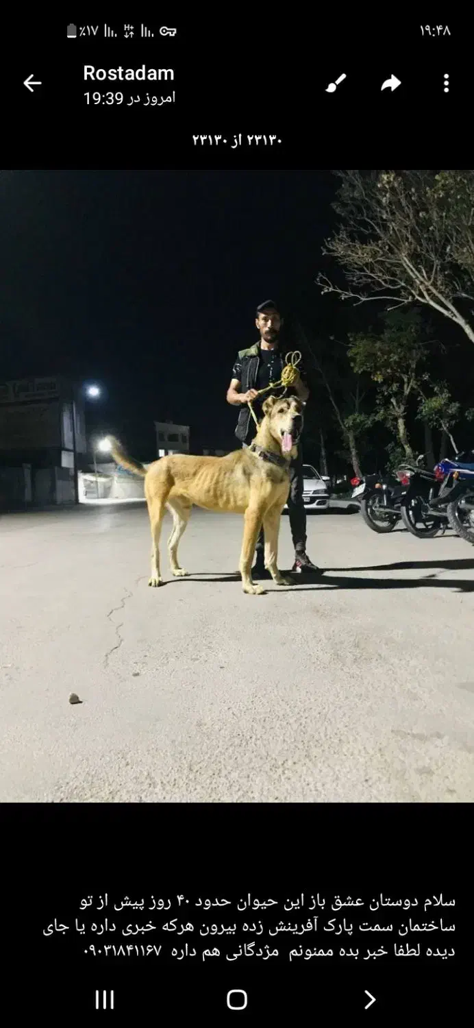 این حیوان حدود ۴۰ روز پیش گمشده مژدگانی هم داره|حیوانات|بجنورد, |دیوار