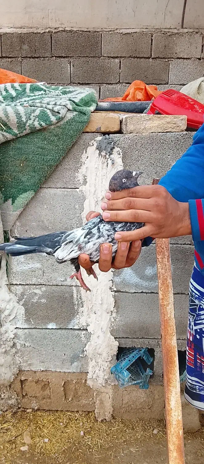 کفتر|پرنده|رامهرمز, |دیوار