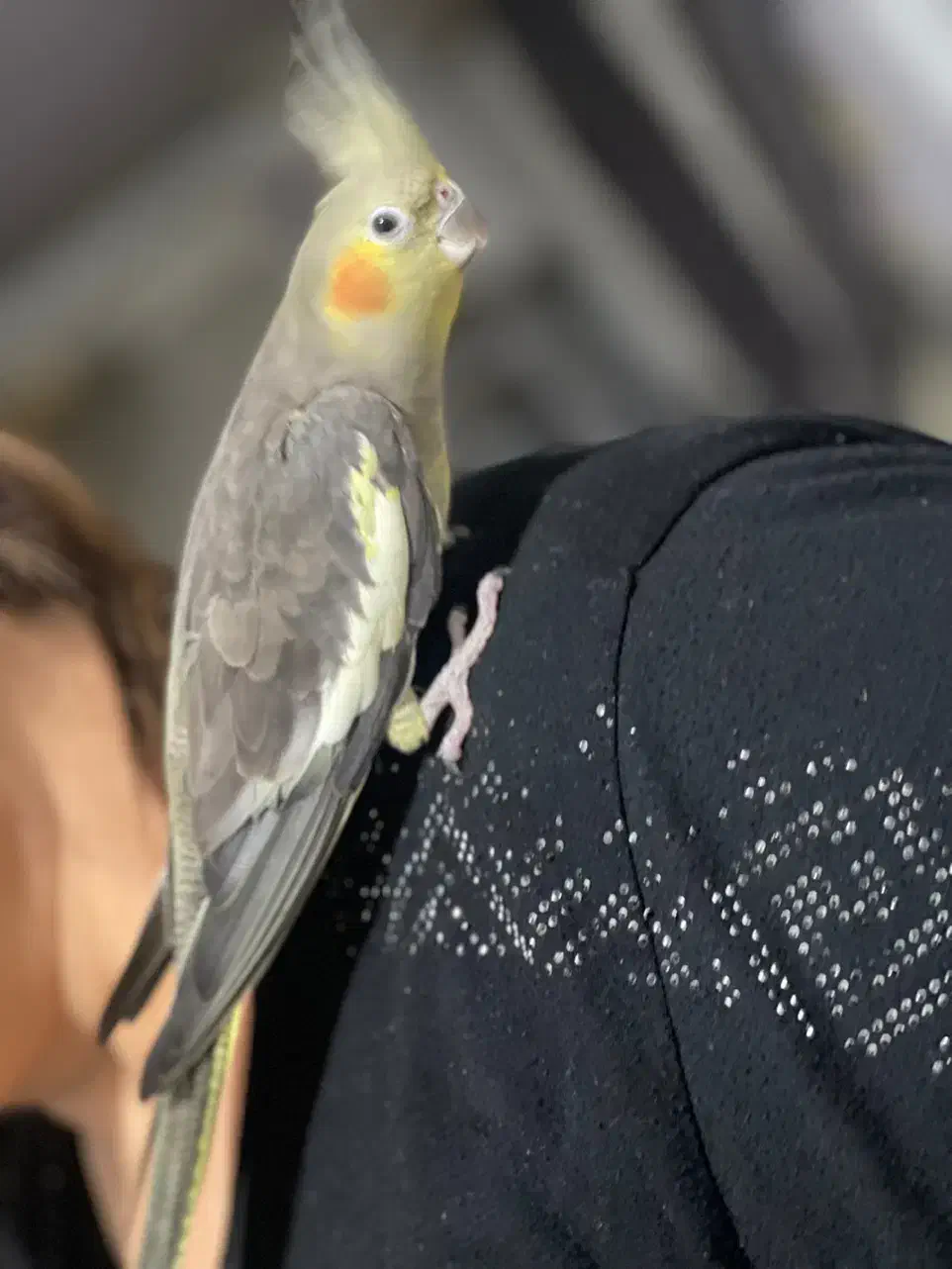 طوطی عروس رام|پرنده|رشت, گیل|دیوار