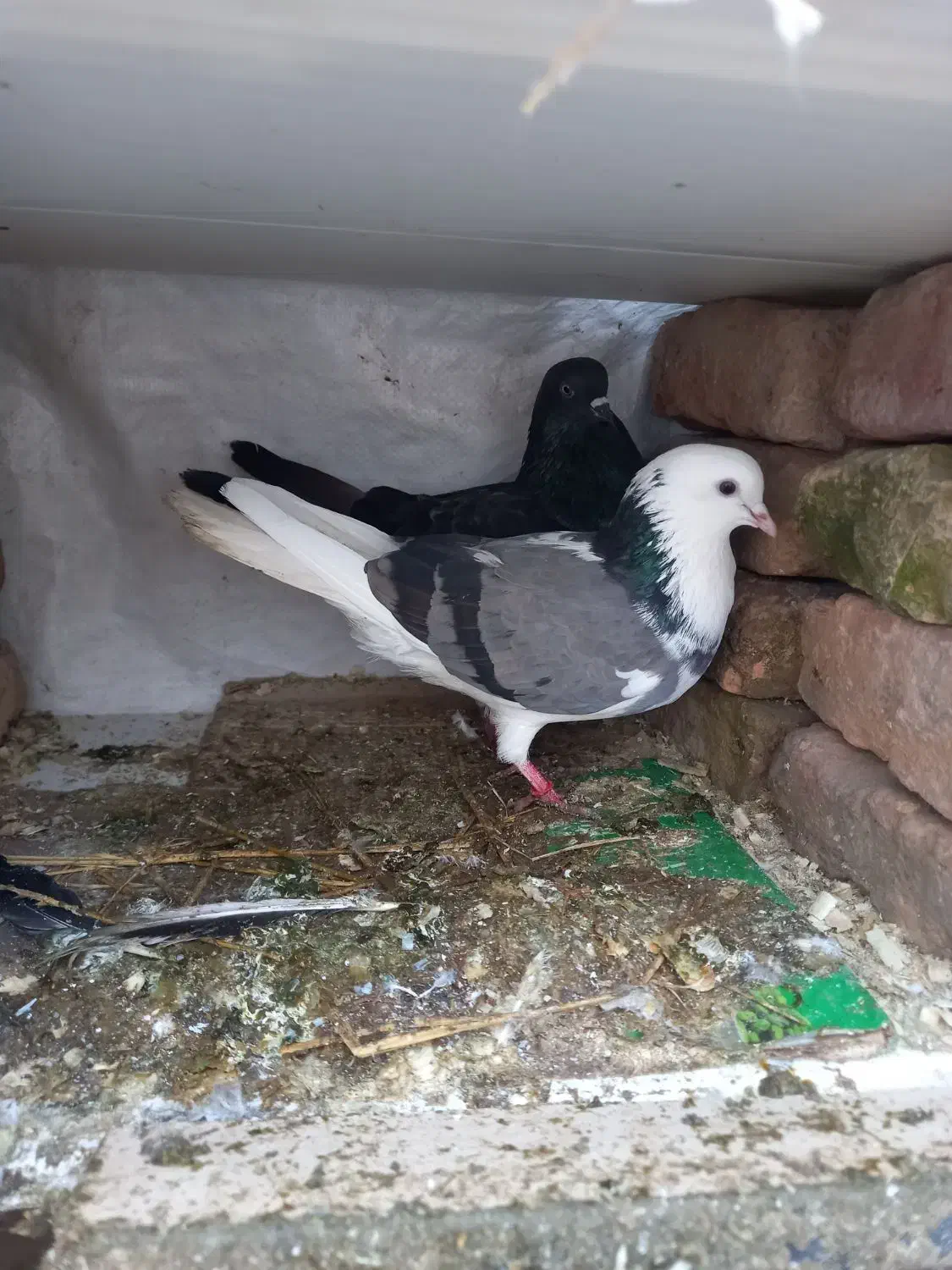 کبوتر|پرنده|بندر ترکمن, |دیوار