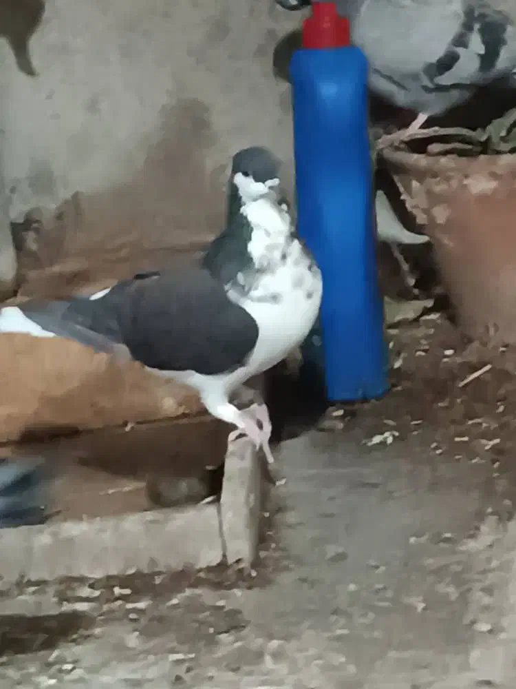 فروش یه عدد شهری|پرنده|فسا, |دیوار