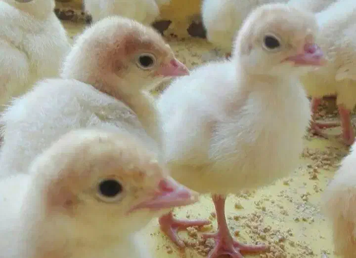 فروش جوجه یکروزه و چند روزه بوقلمون بیوتی۶|حیوانات مزرعه|بابل, |دیوار