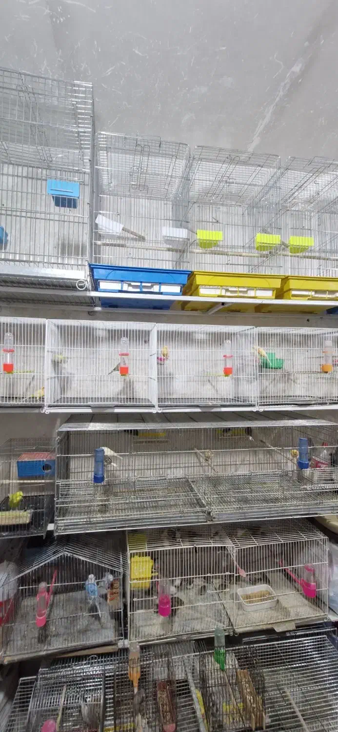 مرغ عشق|پرنده|بیرجند, |دیوار