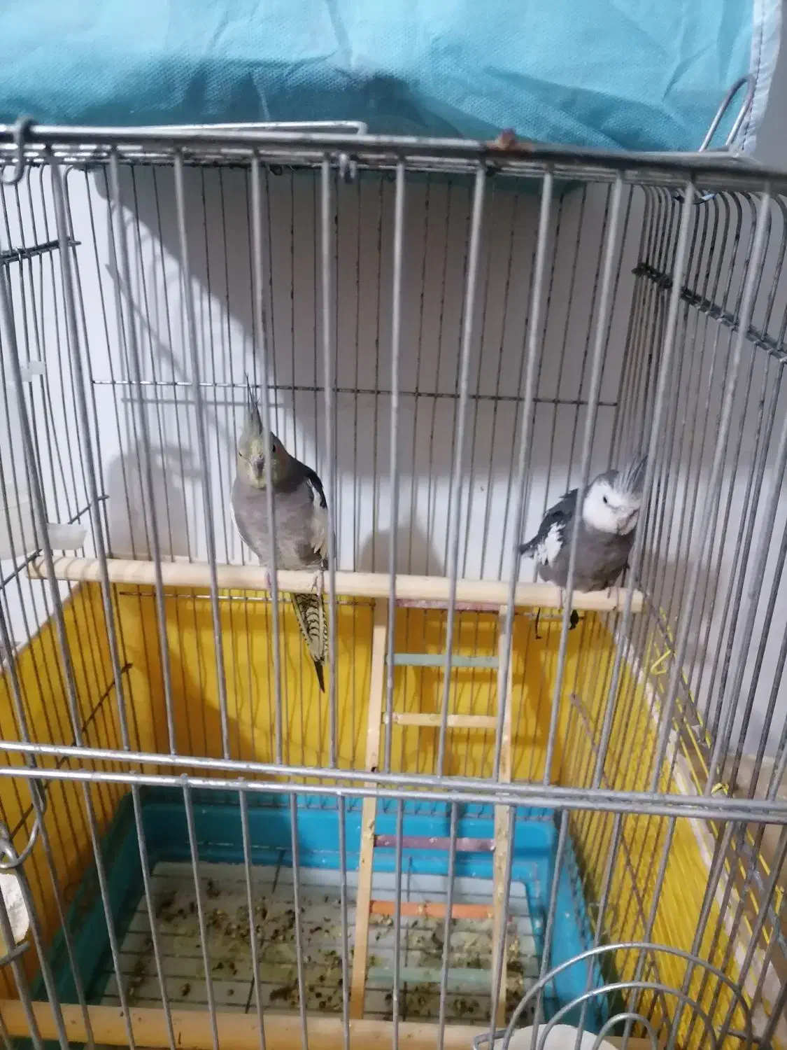 عروس هلندی مولد|پرنده|بندر ماهشهر, |دیوار