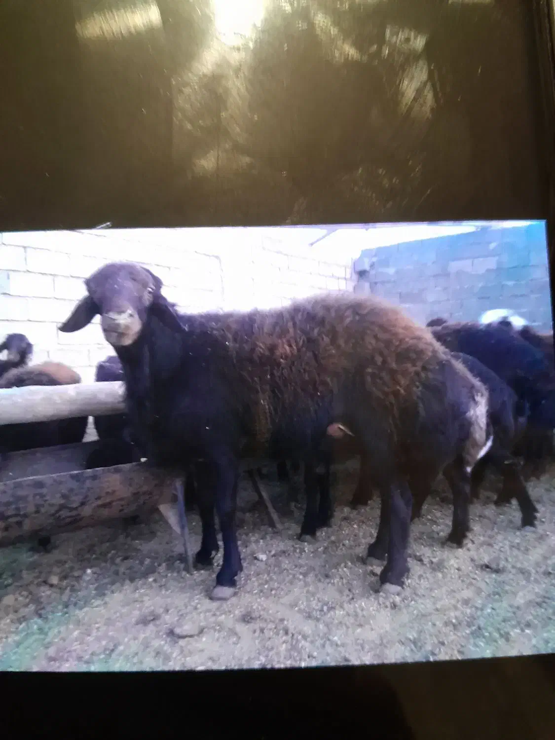 گوسفند|حیوانات مزرعه|بسطام, |دیوار