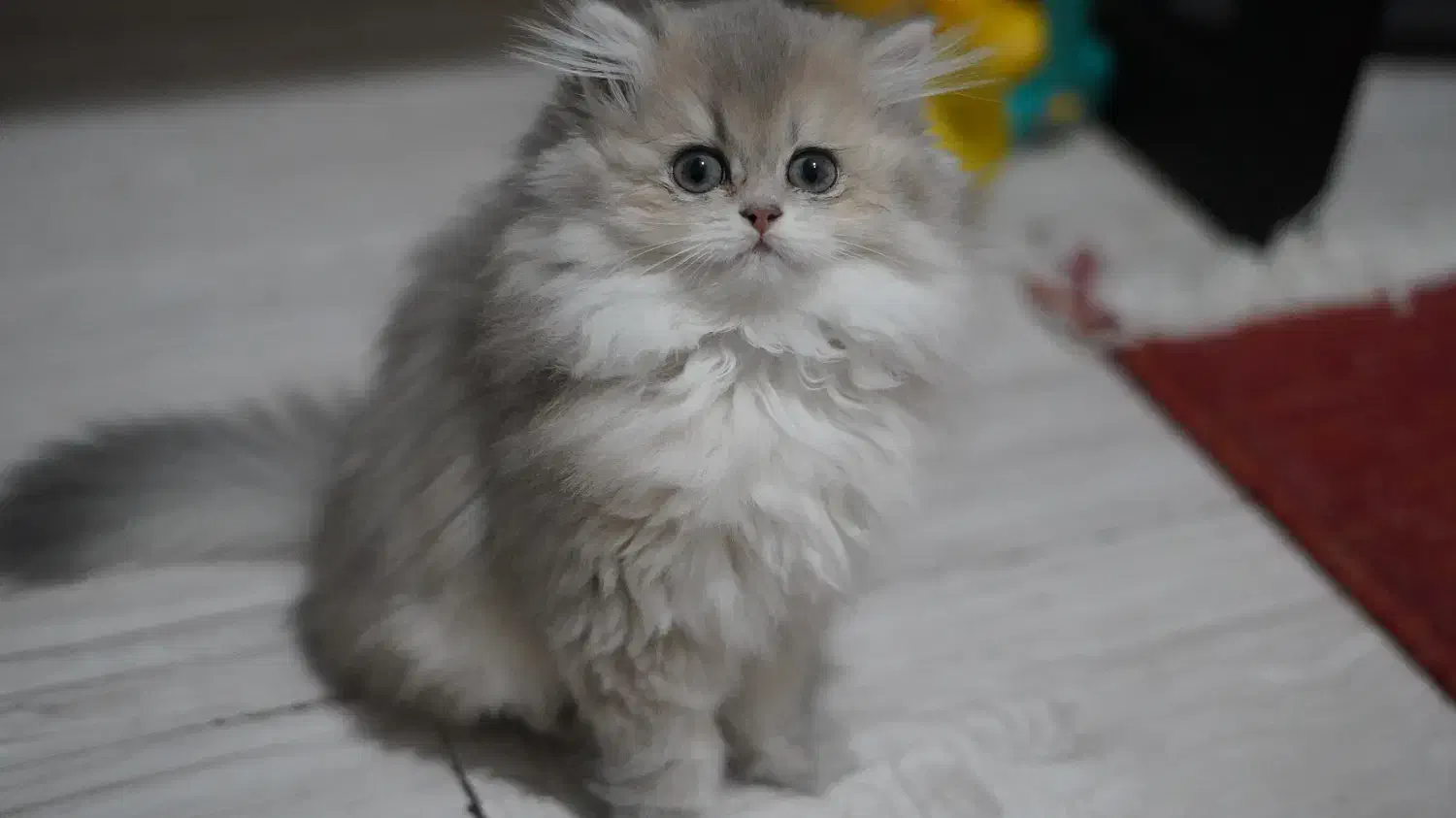 گربه ی بریتیش|گربه|تهران, آسمان|دیوار