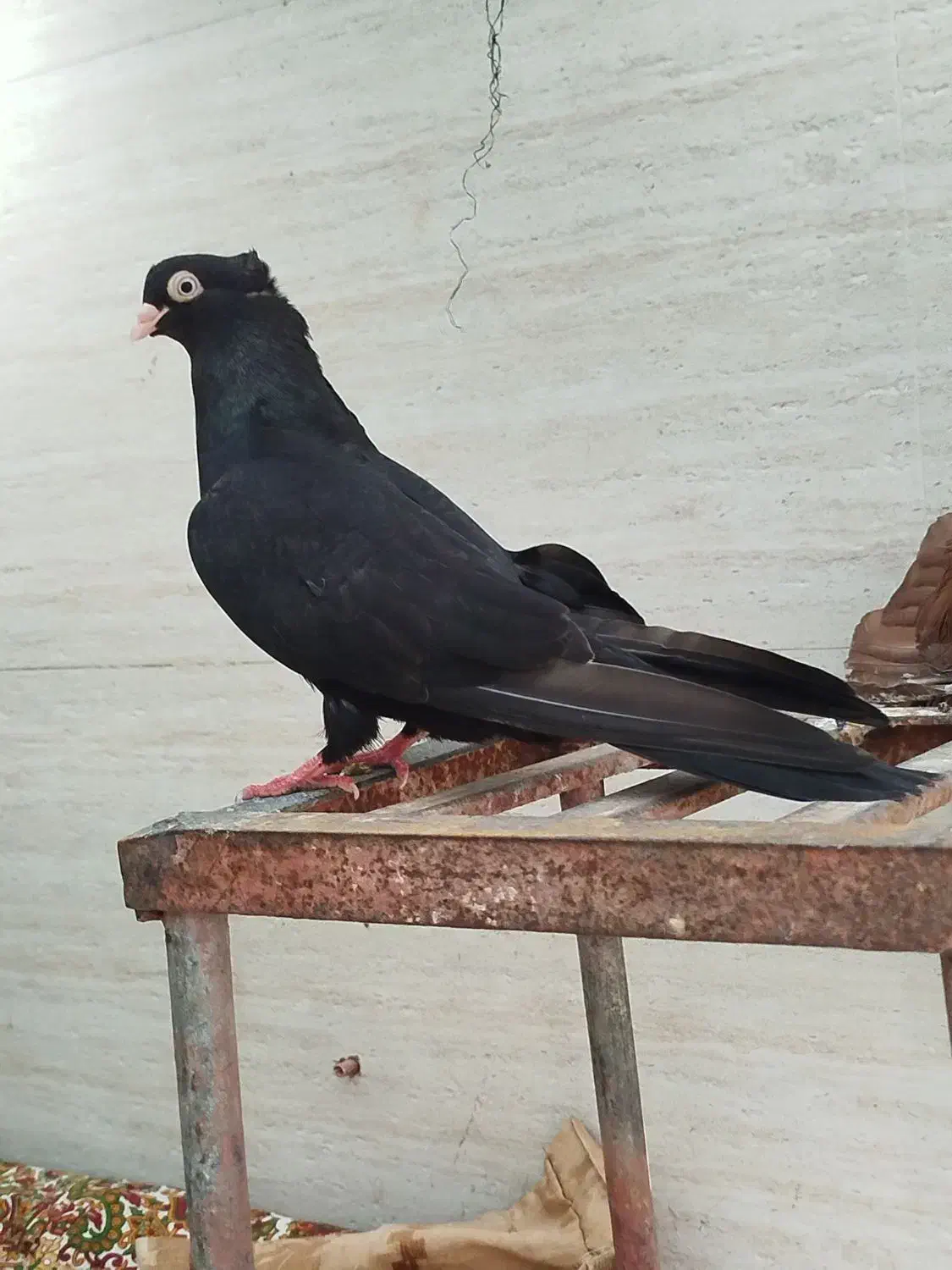 آبادانی و صرب|پرنده|آبادان, |دیوار