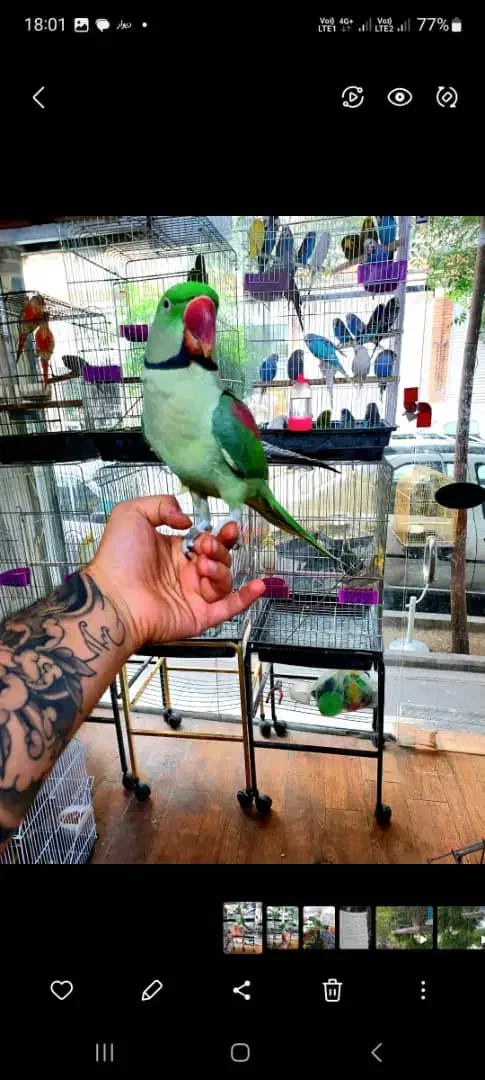 دنیای عروس ملنگو برزیلی شاه طوطی گیرینچیک کاسکو|پرنده|تهران, جیحون|دیوار