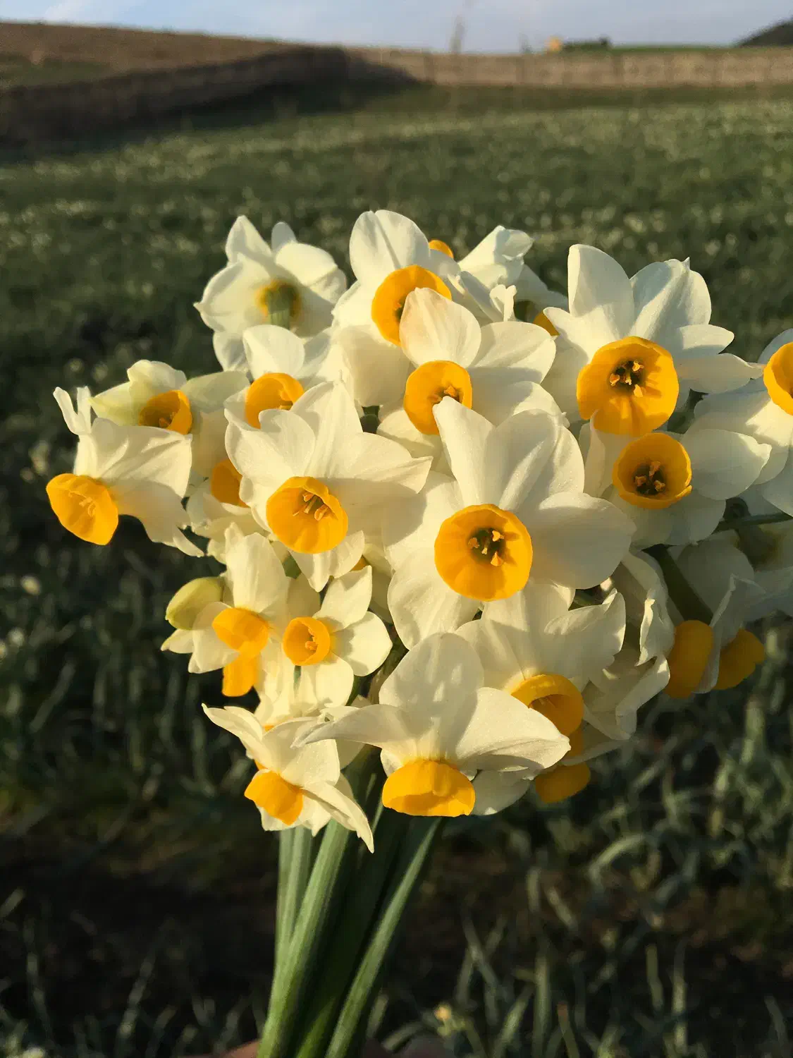 گل نرگس|گل و گیاه طبیعی|آزادشهر, |دیوار