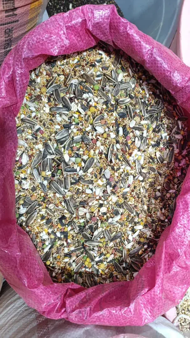 کبوتر رنگی|گل و گیاه طبیعی|بندر امام خمینی, |دیوار