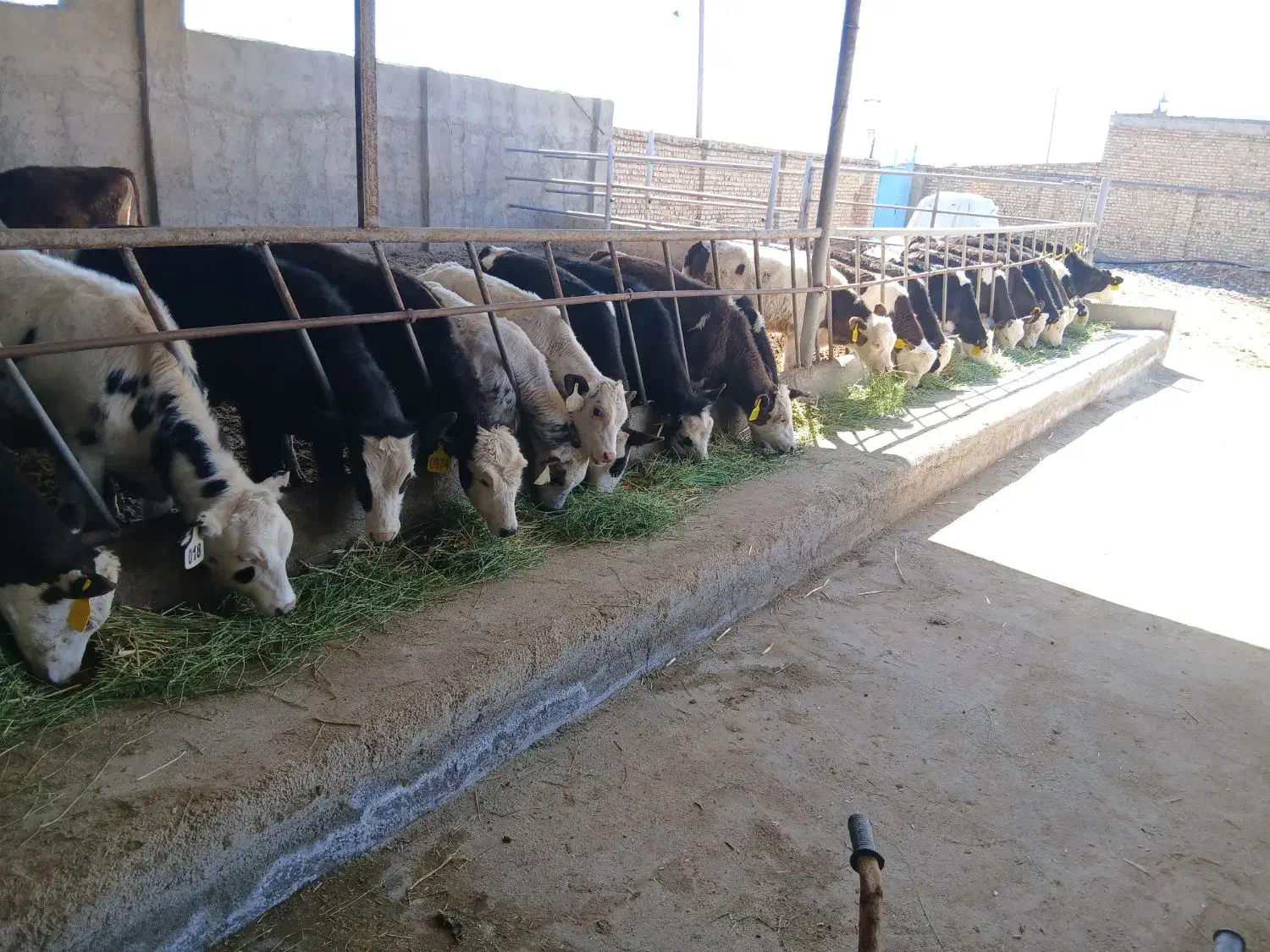 گوساله نر|حیوانات مزرعه|نیشابور, مازول|دیوار