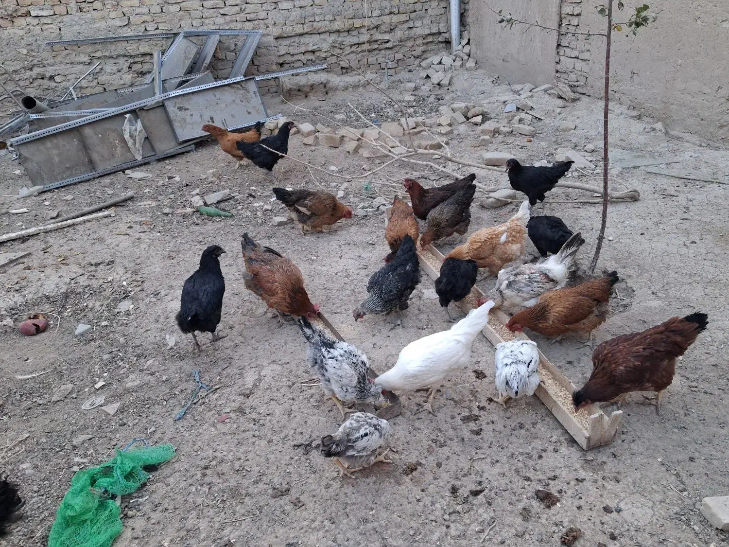 مرغ محلی|حیوانات مزرعه|قوچان, |دیوار