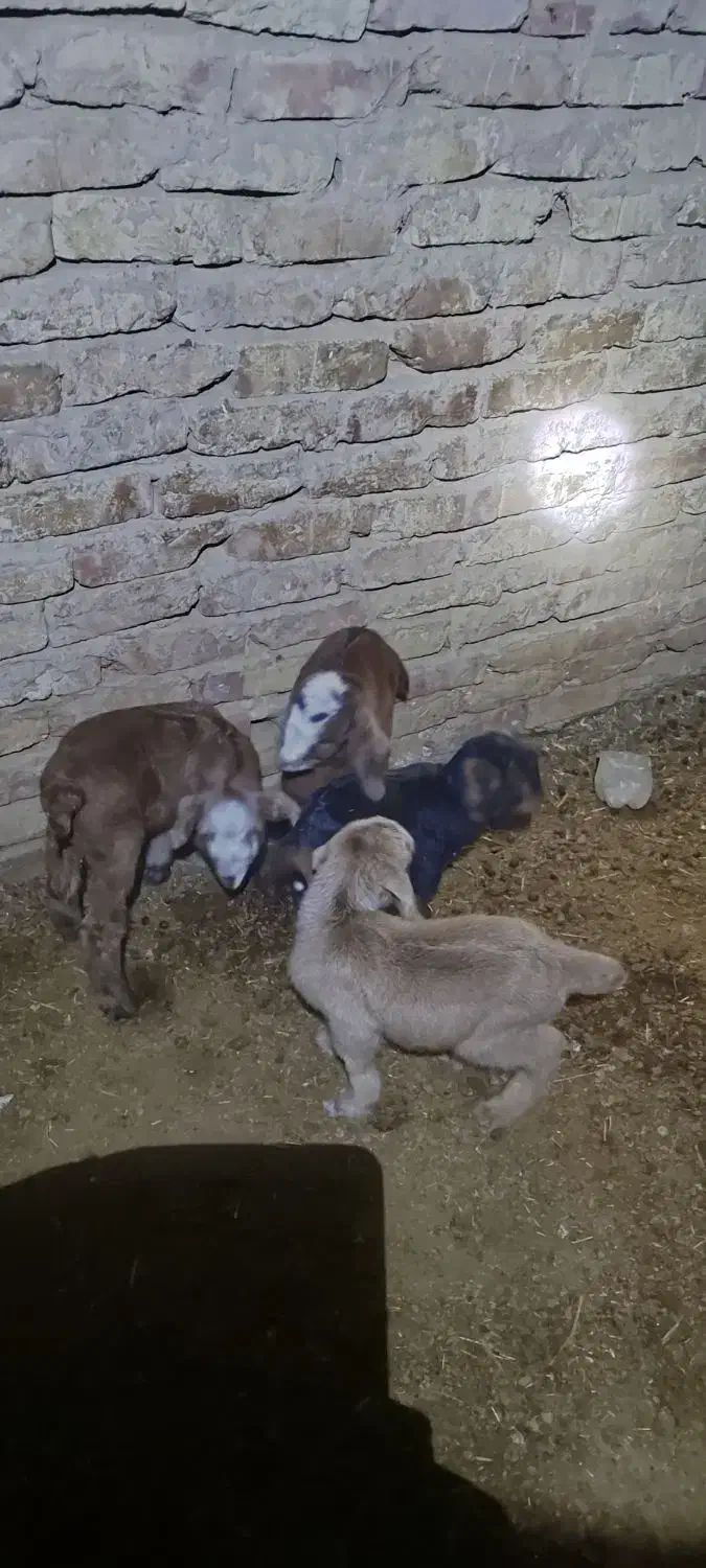 بزغاله شیری|حیوانات مزرعه|سده (خراسان جنوبی), |دیوار