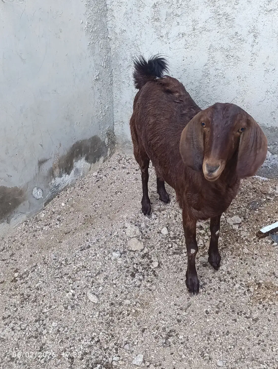 نزار چاق 30 کیلو|حیوانات مزرعه|قشم, |دیوار