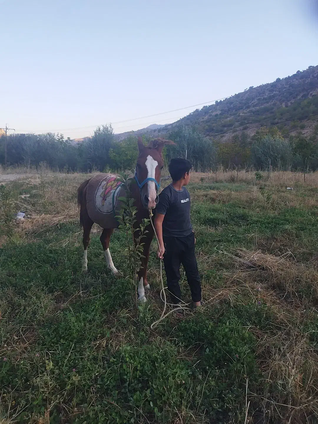 فروش اسب|اسب و تجهیزات اسب‌سواری|یاسوج, |دیوار