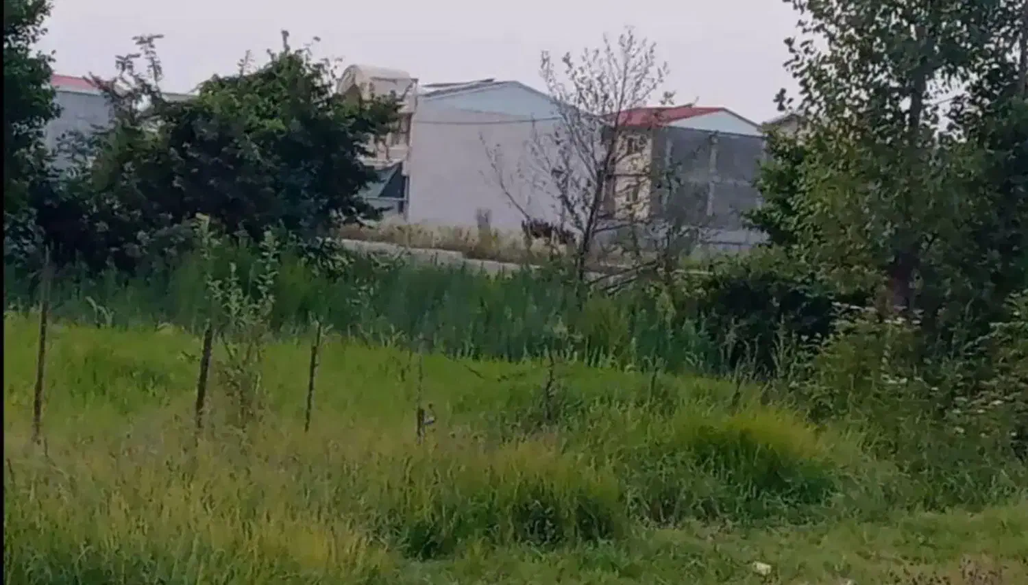 زمینی در خطبه سرا|فروش زمین و ملک کلنگی|لیسار, |دیوار