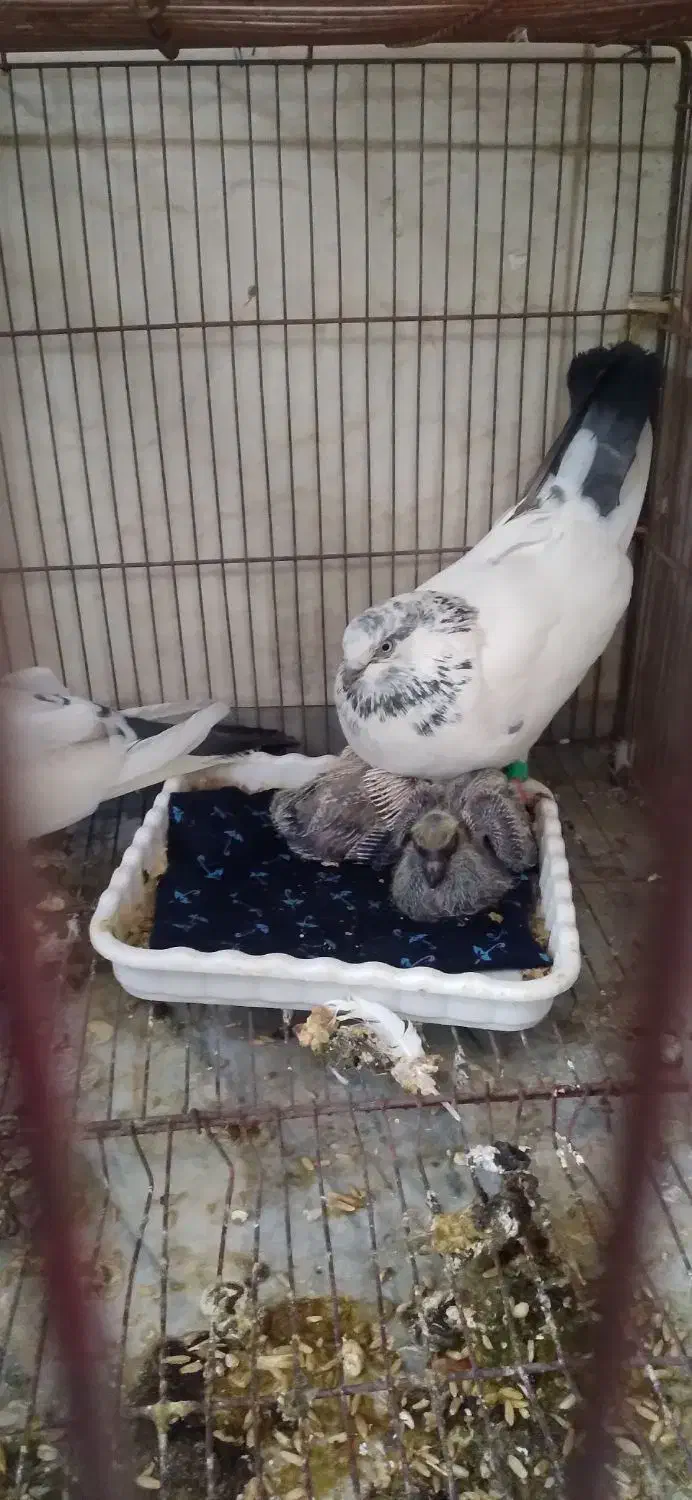 کله دم سبز|پرنده|پیر سلیمان, |دیوار