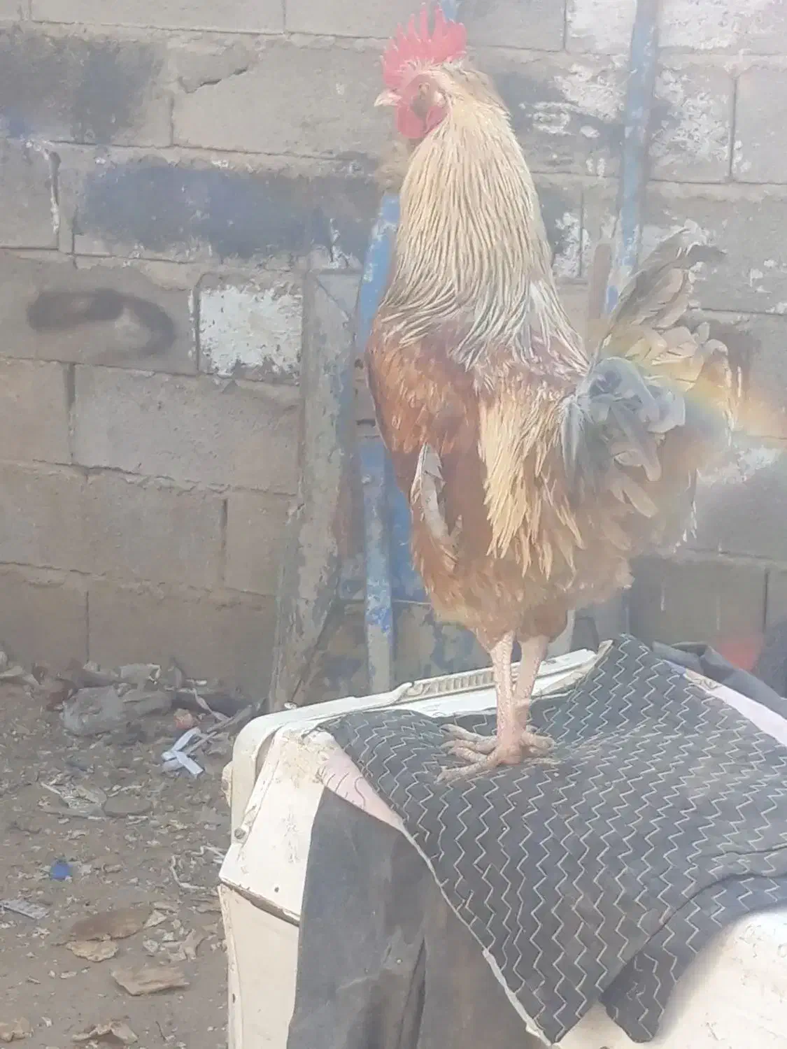 خروس|حیوانات مزرعه|سمنان, |دیوار