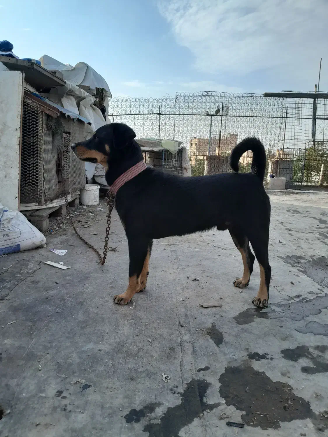 سگ روت ولیر|سگ|اهواز, نادری|دیوار