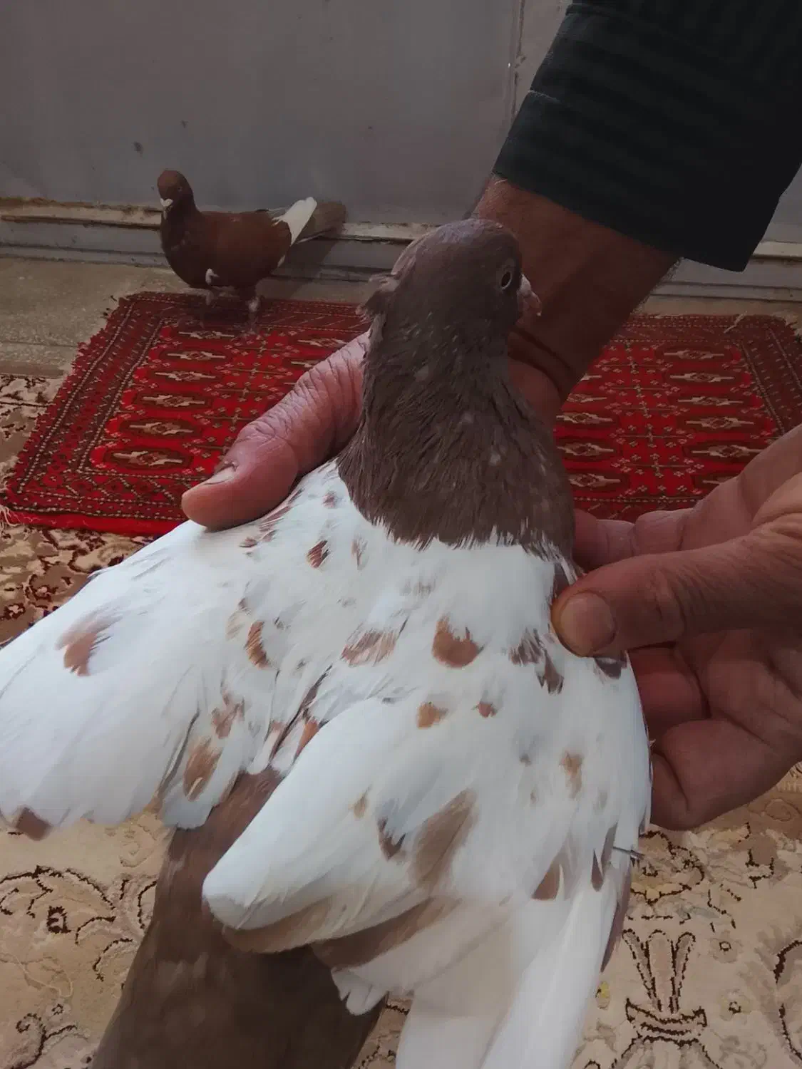 کفتر|پرنده|عطاملک, |دیوار