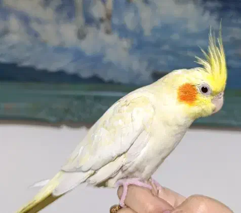 عروس هلندی چشم شرابی|پرنده|تهران, شهرک صادقیه|دیوار