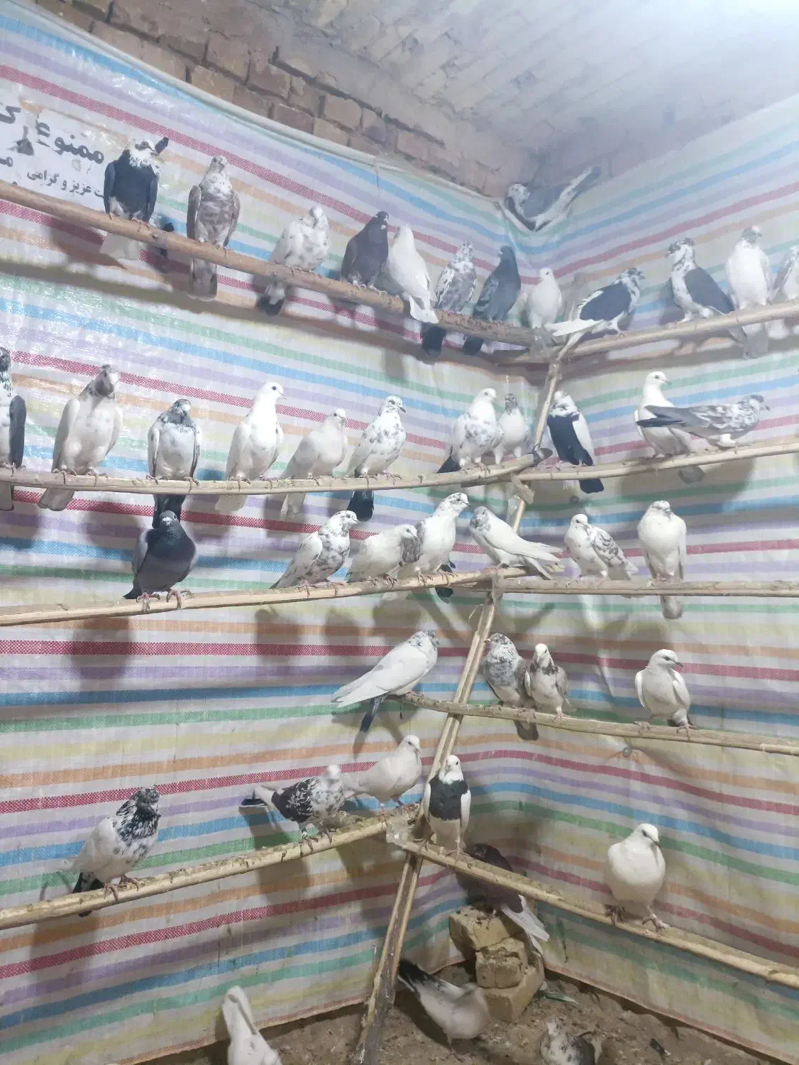 کبوتر جدید رسیددرلالجین|پرنده|لالجین, |دیوار