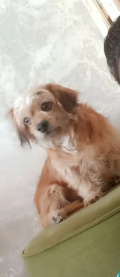 شیتزو واگذاری|سگ|شیراز, گویم|دیوار