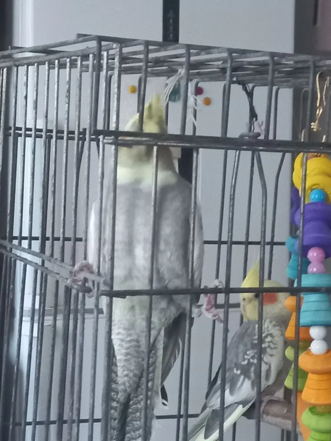 فروش عروس هلندی|پرنده|کرج, کرج نو|دیوار