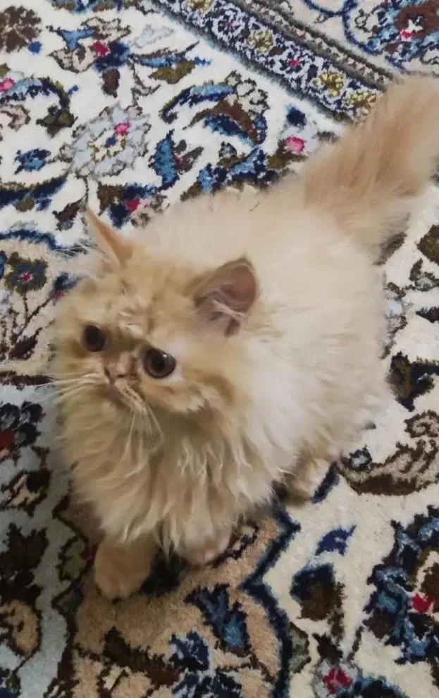 گربه پرشین وارداتی ماده ۶ ماهه|گربه|پرند, فاز ۶|دیوار