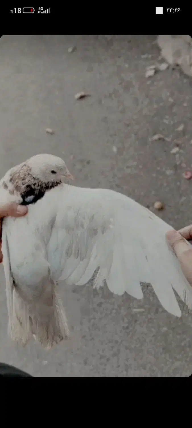 تعدادی کبوتر|پرنده|دوگنبدان, |دیوار