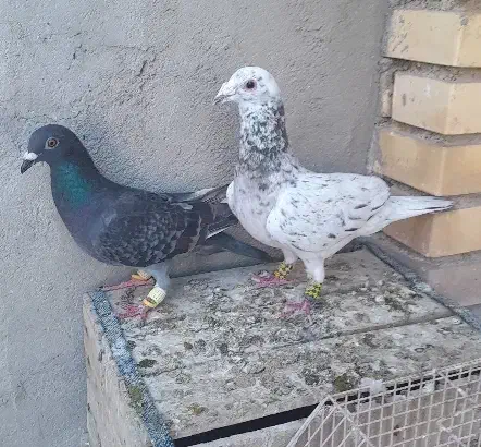 تعدادی کبوتر|پرنده|بهبهان, |دیوار