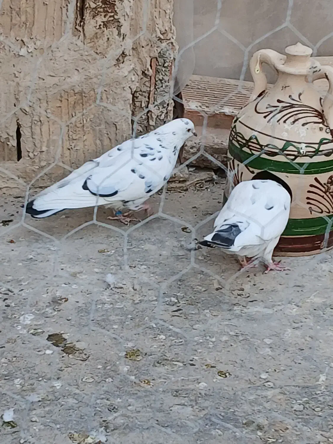 یه جفت دهن جور|پرنده|هشتگرد, تهران دشت|دیوار