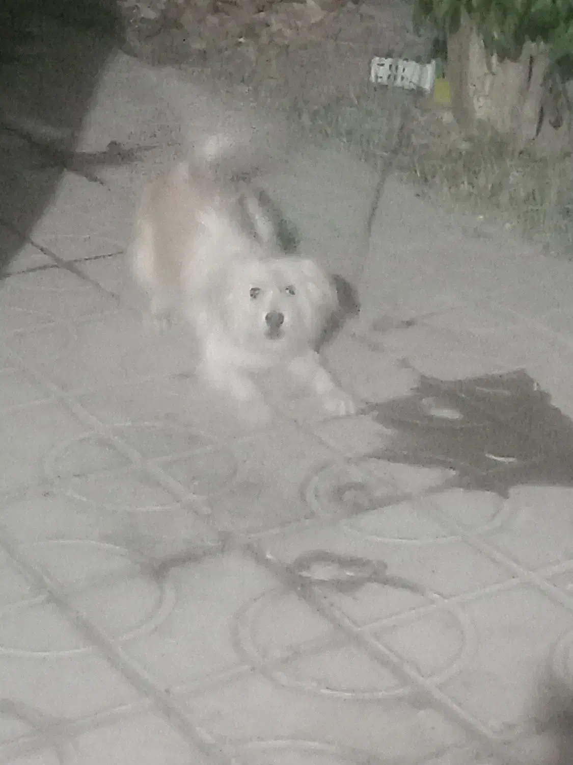 سگ شیتزو|سگ|داراب, |دیوار