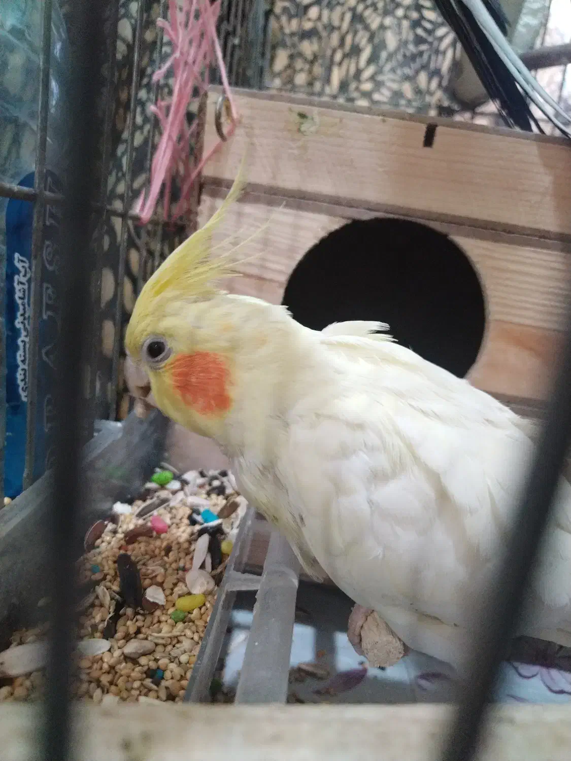 پرنده|پرنده|هشتگرد, ینگی امام|دیوار