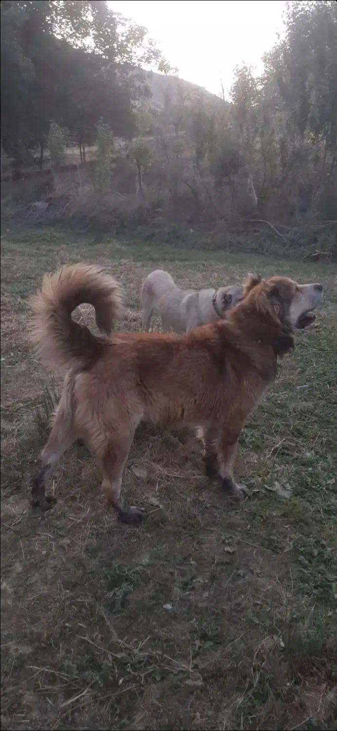 سگ نگهبان|سگ|خلخال, |دیوار