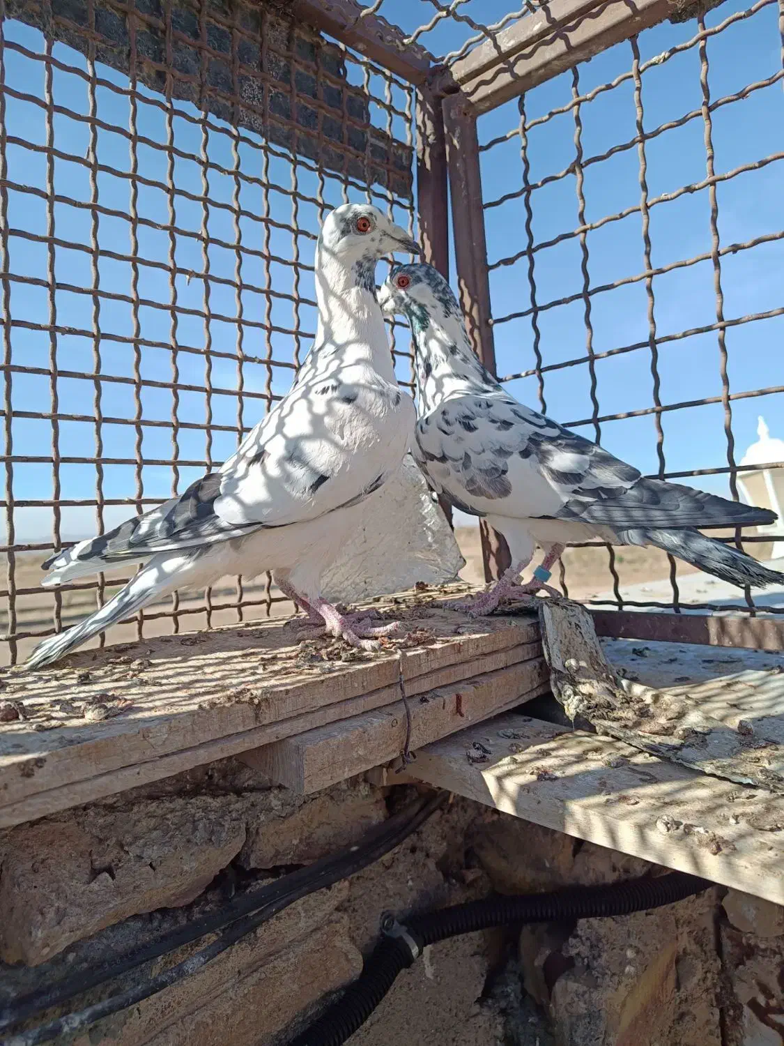 کفتر کبوتر پرنده|پرنده|تربتحیدریه, بالا ولایت|دیوار